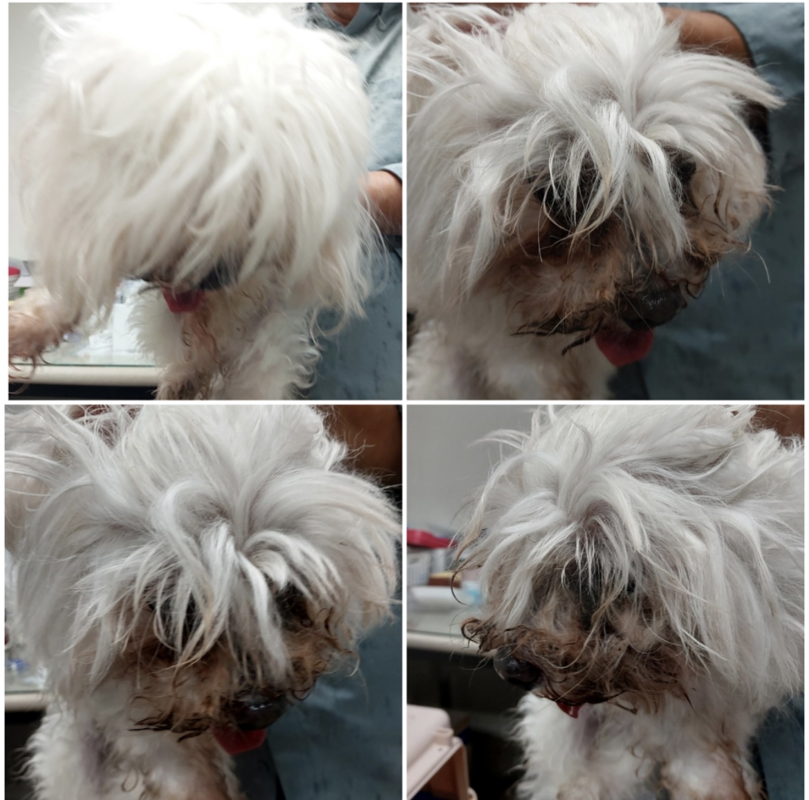 천안시유기동물보호소_444449202302056